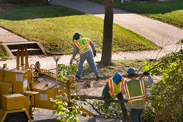 Organic Lawn Care Solutions in The Villages, FL